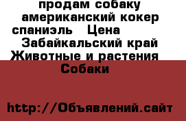 продам собаку американский кокер спаниэль › Цена ­ 5 000 - Забайкальский край Животные и растения » Собаки   